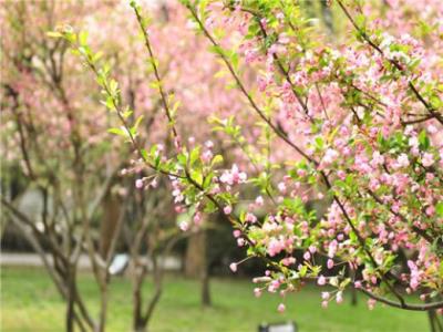 屎壳郎戴花的歇后语(屎壳郎放屁歇后语)