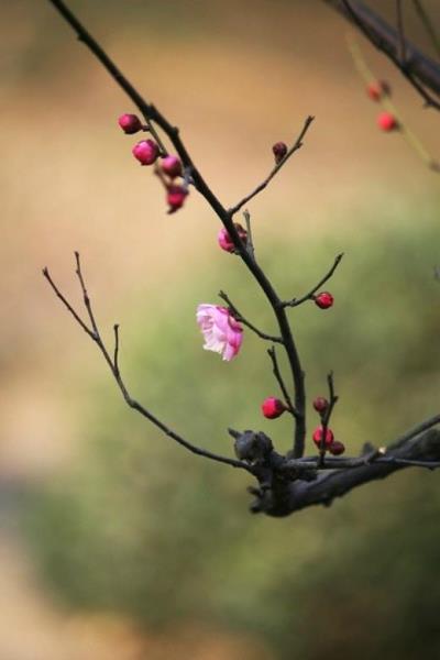 写给老师的新年祝福语 老师给老师祝福语